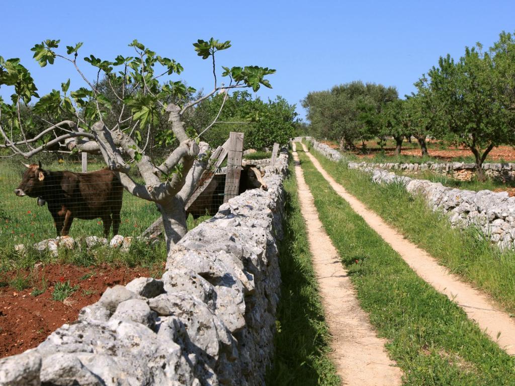 Pietraluce Guest House Alberobello Exterior photo